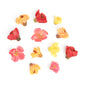 Wholesale Fresh Origins Hibiscus Flowers- Bulk
