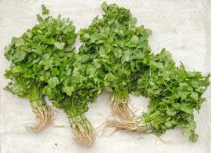 Wholesale BoxNCase Cilantro- Bulk