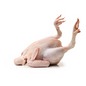 Wholesale Senat Poultry ABF Halal Whole Chicken Neck and Feet On 10 Piece-42 LB Bulk