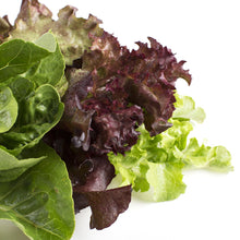 Wholesale BoxNCase Mesclun / Spring Mix- Bulk
