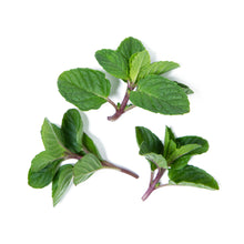 Wholesale Girl & Dug Farm Black Currant Mint- Bulk