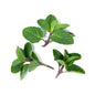 Wholesale Girl & Dug Farm Black Currant Mint- Bulk