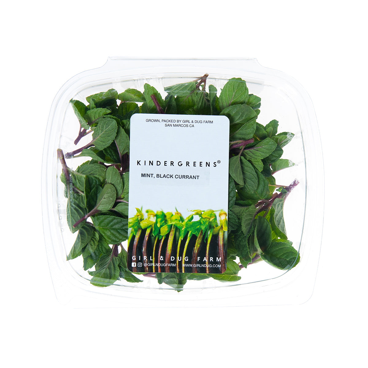 Wholesale Girl & Dug Farm Black Currant Mint- Bulk