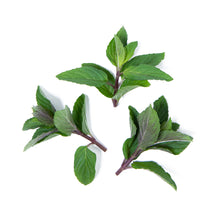 Wholesale Girl & Dug Farm Chocolate Mint- Bulk