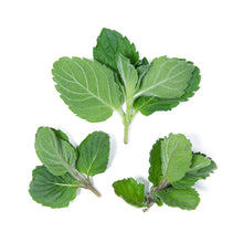 Wholesale Girl & Dug Farm Grapefruit Mint- Bulk