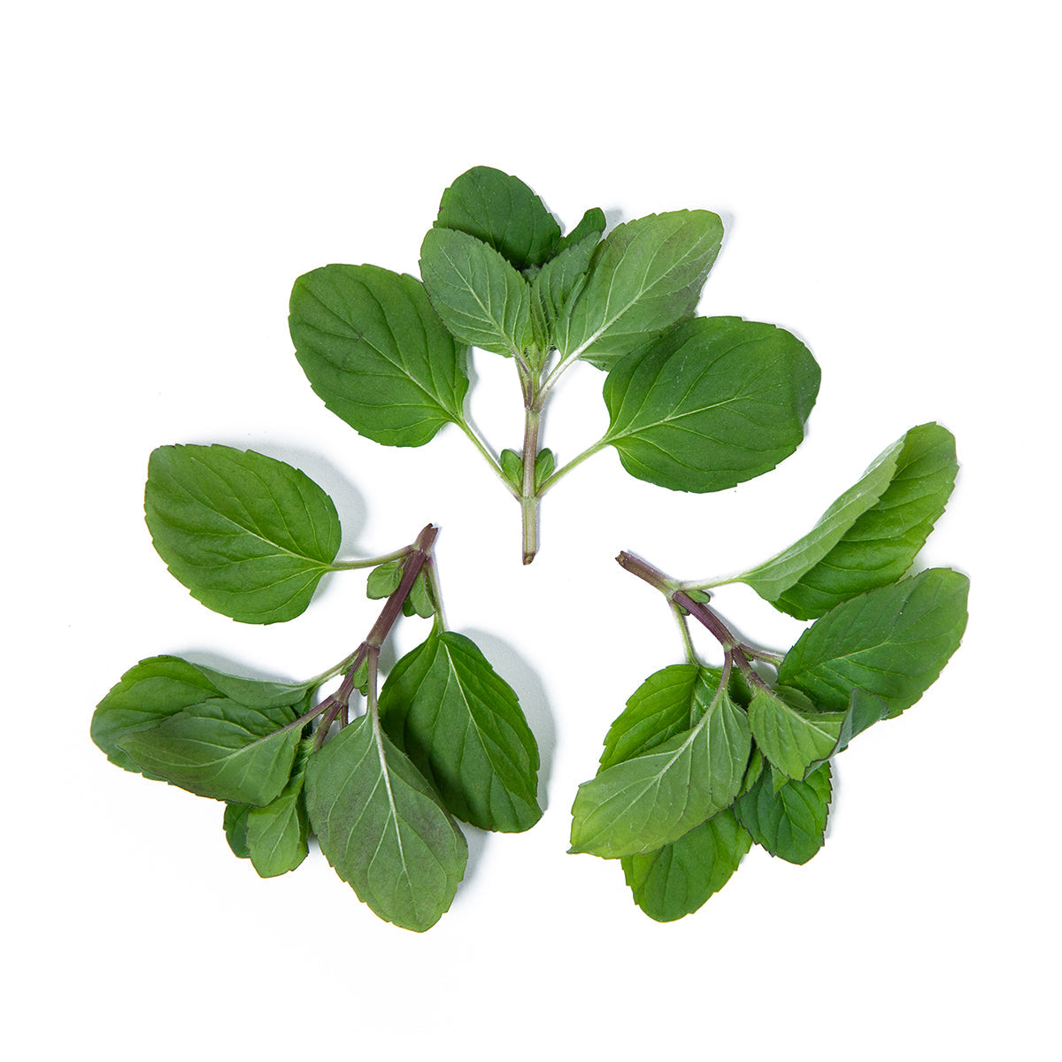 Wholesale Girl & Dug Farm Orange Mint- Bulk