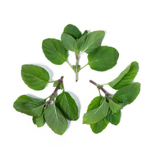 Wholesale Girl & Dug Farm Orange Mint- Bulk