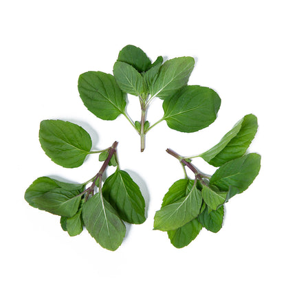 Wholesale Girl & Dug Farm Orange Mint- Bulk