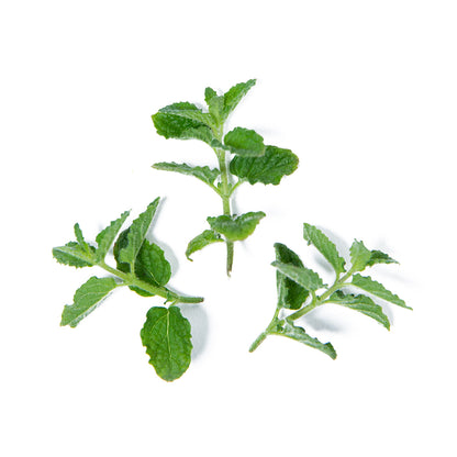Wholesale Girl & Dug Farm Strawberry Mint- Bulk