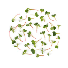 Wholesale Fresh Origins Micro Daikon Radishes- Bulk
