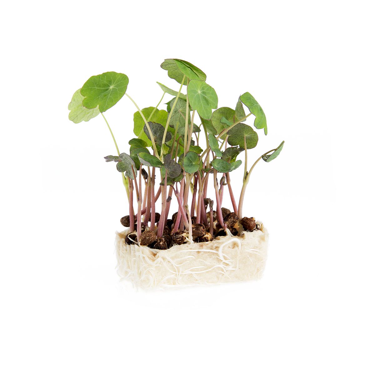 Wholesale Koppert Cress Zorri Cress- Bulk