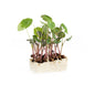 Wholesale Koppert Cress Zorri Cress- Bulk