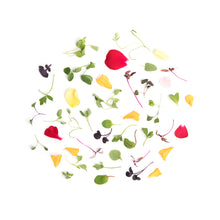 Wholesale Fresh Origins Micro Chef Blend- Bulk