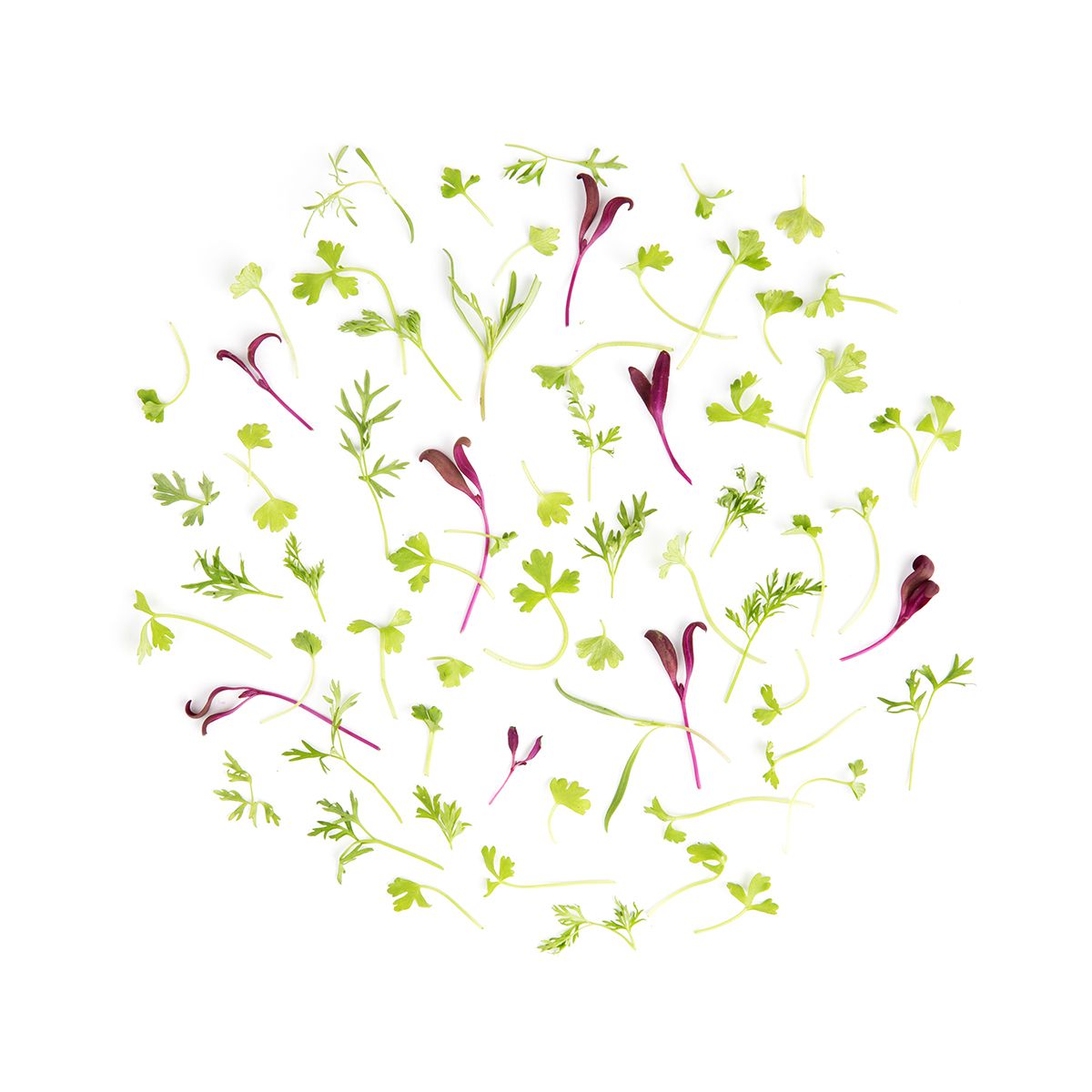 Wholesale Fresh Origins Mirepoix Microgreen Mix- Bulk