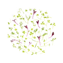 Wholesale Fresh Origins Mirepoix Microgreen Mix- Bulk