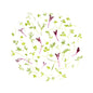 Wholesale Fresh Origins Mirepoix Microgreen Mix- Bulk