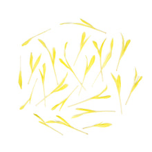 Wholesale BoxNCase Micro Popcorn Shoots- Bulk