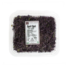 Wholesale BoxNCase Micro Red Basil- Bulk