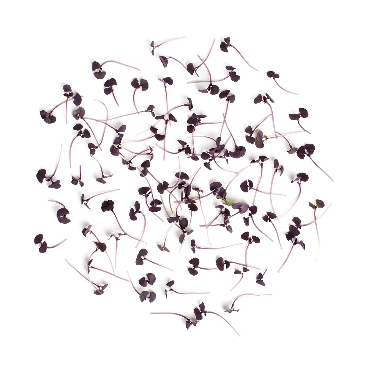 BoxNCase Micro Red Basil