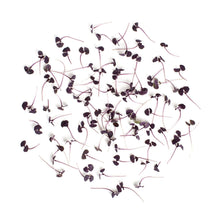 Wholesale BoxNCase Micro Red Basil- Bulk