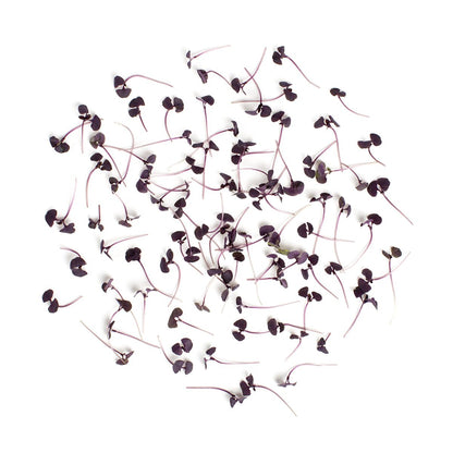 BoxNCase Micro Red Basil