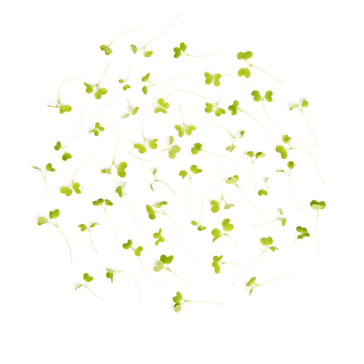 BoxNCase Micro Wasabi