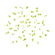 Wholesale BoxNCase Micro Wasabi- Bulk