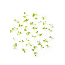 Wholesale Koppert Cress Micro Wasabi- Bulk