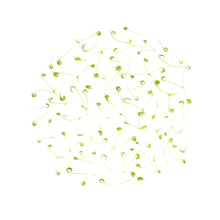 Wholesale Fresh Origins Micro Pepper Cress- Bulk