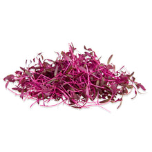 Wholesale BoxNCase Micro Amaranth- Bulk