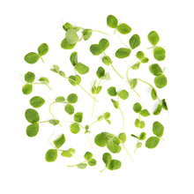 Wholesale Fresh Origins Micro Pea Greens- Bulk