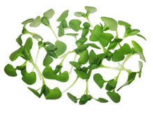 Wholesale Koppert Cress Micro Italian Basil- Bulk