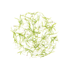Wholesale Fresh Origins Micro Dill- Bulk