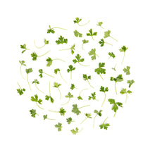 Wholesale Fresh Origins Micro Parsley- Bulk