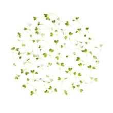 Wholesale Fresh Origins Micro Mustard Dijon- Bulk