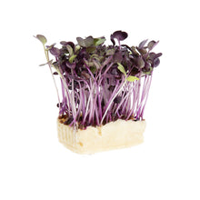Wholesale Koppert Cress Sakura Cress- Bulk
