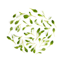 Wholesale Fresh Origins Micro Epazote- Bulk