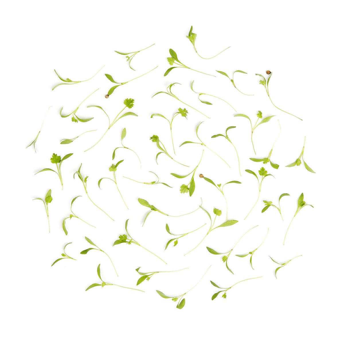 BoxNCase Micro Cilantro