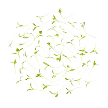 Wholesale BoxNCase Micro Cilantro- Bulk