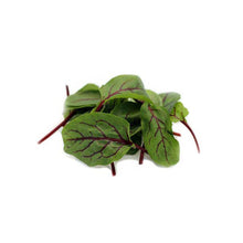 Wholesale Koppert Cress Red Vein Sorrel Microgreens- Bulk