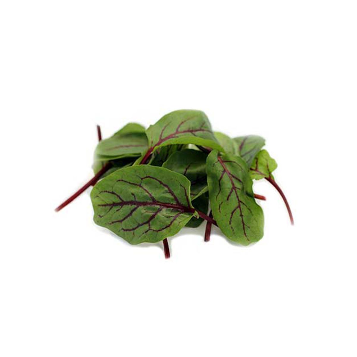 Wholesale Koppert Cress Red Vein Sorrel Microgreens-3 OZ Bulk