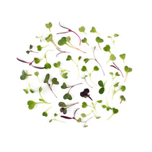 Wholesale BoxNCase Micro Spectrum Mix- Bulk