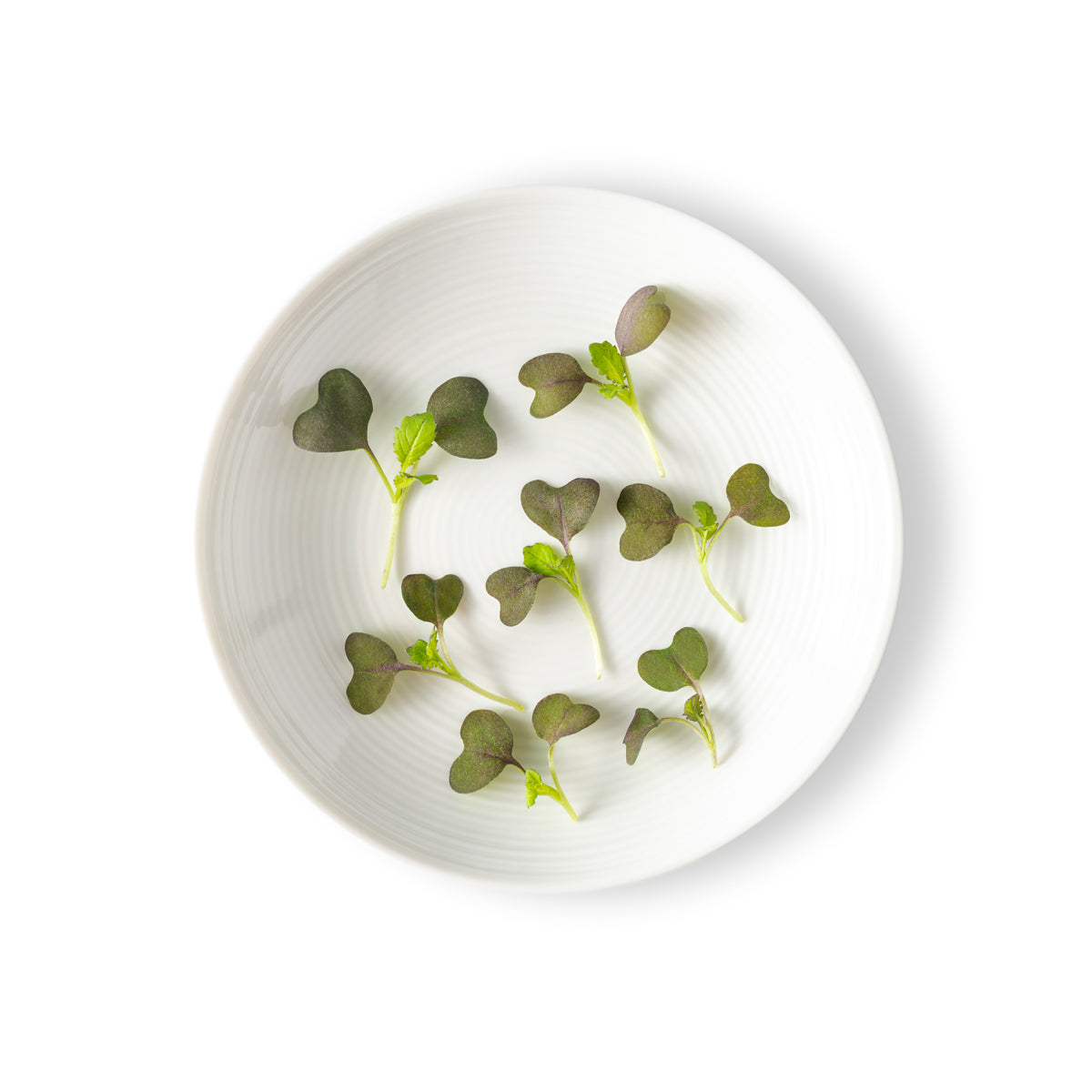 Wholesale BoxNCase Micro Red Mustard Greens- Bulk