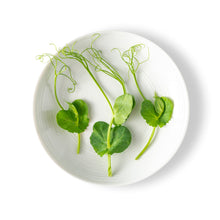 Wholesale Fresh Origins Petite Pea Tendrils- Bulk