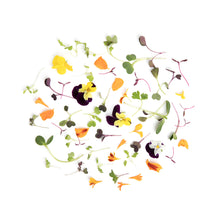 Wholesale Koppert Cress Micro Celebration Mix- Bulk