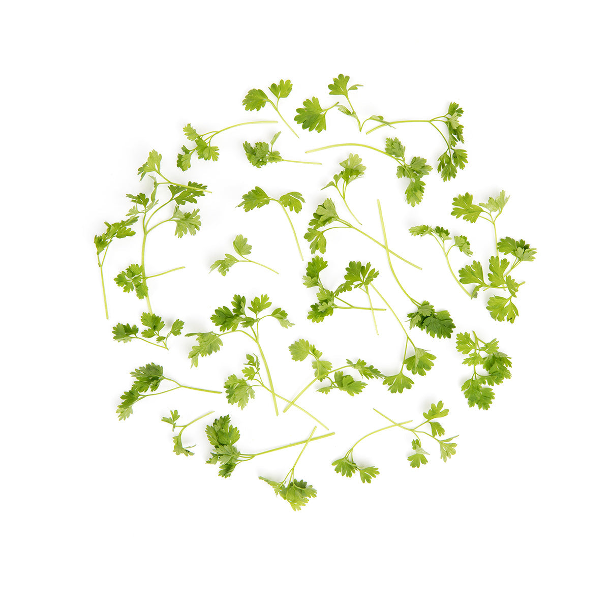 Wholesale Fresh Origins Micro Chervil- Bulk