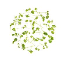 Wholesale Fresh Origins Micro Chervil- Bulk