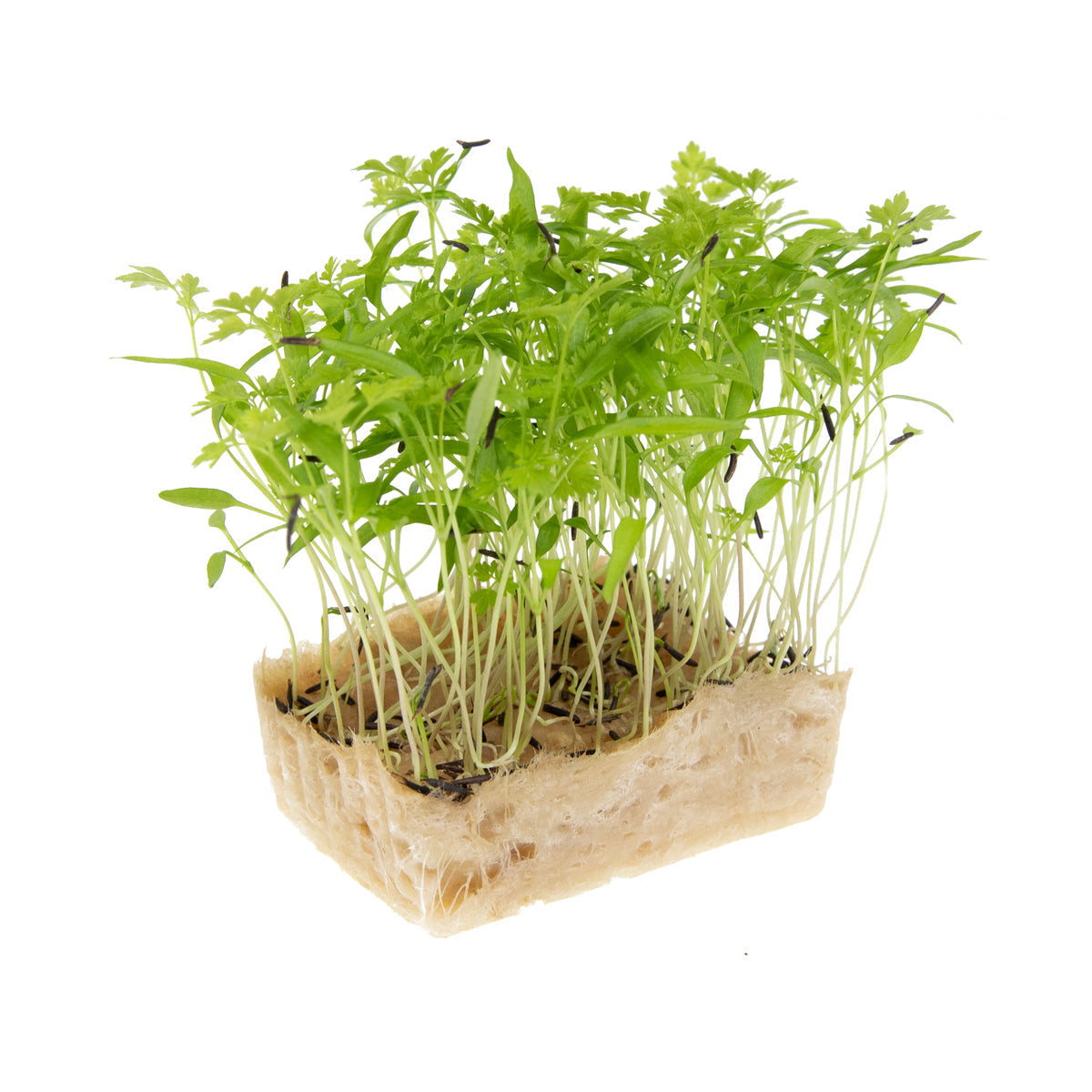 Wholesale Koppert Cress Chervil Cress-16 CT Bulk