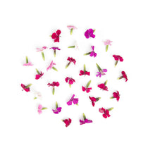 Wholesale Fresh Origins Micro Dianthus- Bulk