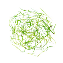 Wholesale Fresh Origins Micro Fennel- Bulk